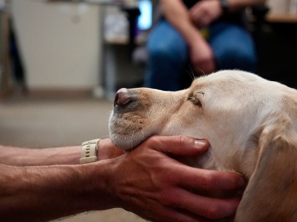 US-NEWS-WOULDBE-SHOW-DOG-FINDS-HIS-4-PO.jpg